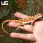 Baby Ginger Dream Bearded Dragons (Pogona vitticeps) For Sale - Underground Reptiles