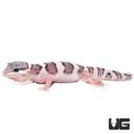 Baby Mack Snow Leopard Gecko For Sale - Underground Reptiles