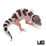Baby Mack Snow Leopard Gecko For Sale - Underground Reptiles