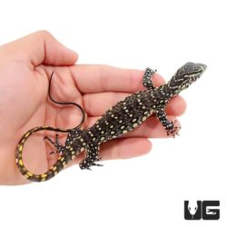 Baby Nile Monitor For Sale - Underground Reptiles