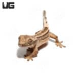Baby Quad Stripe Crested Geckos (Correlophus ciliatus) For Sale - Underground Reptiles