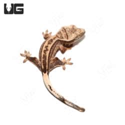 Baby Quad Stripe Crested Geckos (Correlophus ciliatus) For Sale - Underground Reptiles
