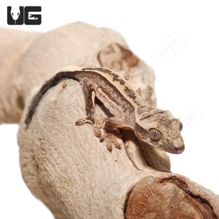 Baby Quad Stripe Crested Geckos (Correlophus ciliatus) For Sale - Underground Reptiles