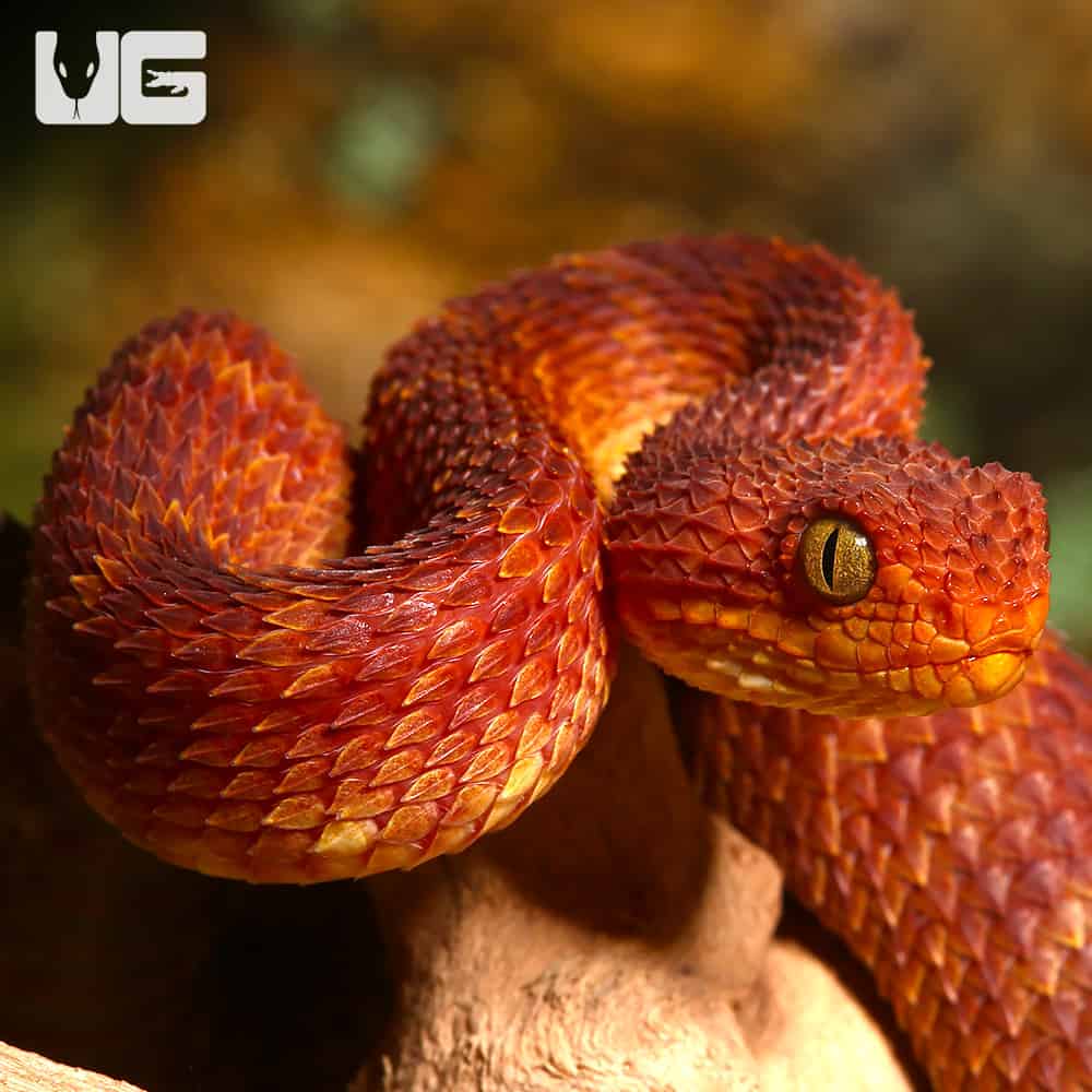 Bush Viper (Atheris squamigera), red phase, Bush Viper (Ath…