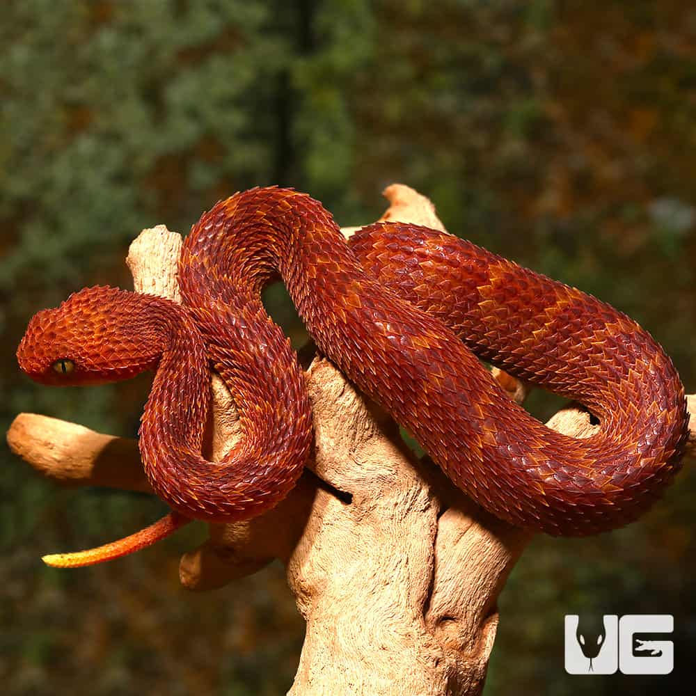 Bush Viper (Atheris squamigera), red phase, Bush Viper (Ath…