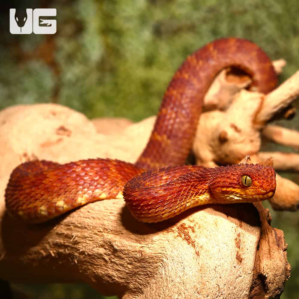 The dragon-like African Bush Viper, Atheris Squamigera : r/natureismetal