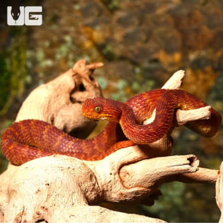 Baby Red Squamigera Bush Viper (Atheris squamigera) For Sale - Underground Reptiles