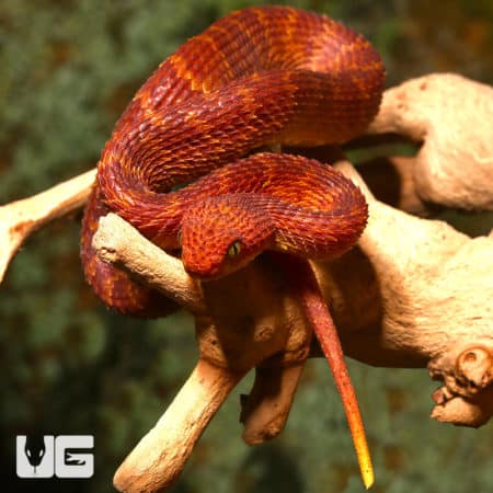 Red Squamigera Bush Viper, baby, on a branch.
