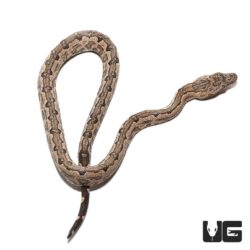 Baby San Isabel Island Ground Boa For Sale - Underground Reptiles