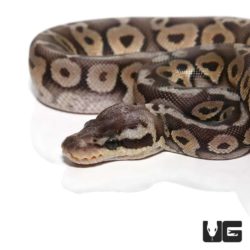 Baby Super Pastel Het Red Axanthic Yellowbelly Ball Pythons For Sale - Underground Reptiles