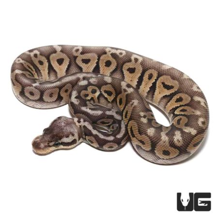 Baby Super Pastel Het Red Axanthic Yellowbelly Ball Pythons For Sale - Underground Reptiles