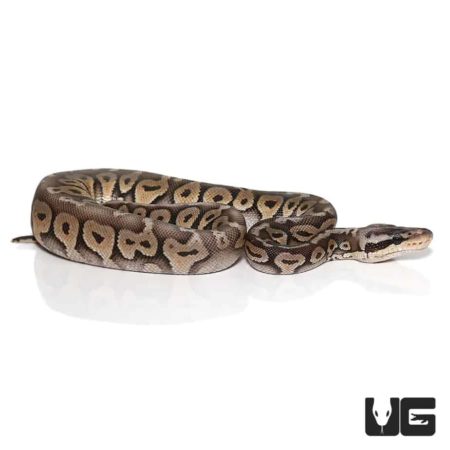 Baby Super Pastel Het Red Axanthic Yellowbelly Ball Pythons For Sale - Underground Reptiles