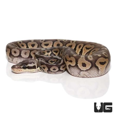 Baby Super Pastel Het Red Axanthic Yellowbelly Ball Pythons For Sale - Underground Reptiles