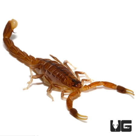 Common Lesser Thick Tailed Scorpion (Uroplectes carinatus) For Sale - Underground Reptiles