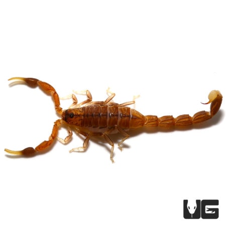 Common Lesser Thick Tailed Scorpion (Uroplectes carinatus) For Sale - Underground Reptiles