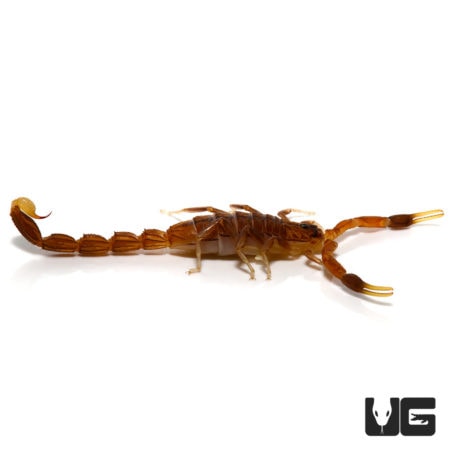 Common Lesser Thick Tailed Scorpion (Uroplectes carinatus) For Sale - Underground Reptiles