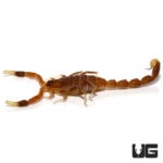 Common Lesser Thick Tailed Scorpion (Uroplectes carinatus) For Sale - Underground Reptiles