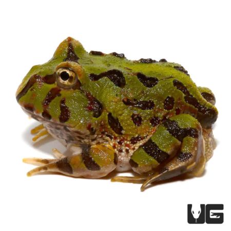 Cranita Pacman Frogs For Sale - Underground Reptiles