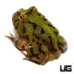 Cranita Pacman Frogs For Sale - Underground Reptiles