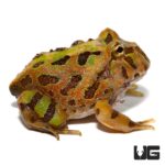 Cranita Pacman Frogs For Sale - Underground Reptiles