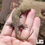 Fish Scale Gecko (Geckolepsis maculata) For Sale - Underground Reptiles