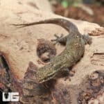 Fish Scale Gecko (Geckolepsis maculata) For Sale - Underground Reptiles