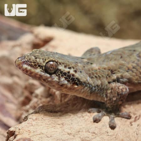 Fish Scale Gecko (Geckolepsis maculata) For Sale - Underground Reptiles