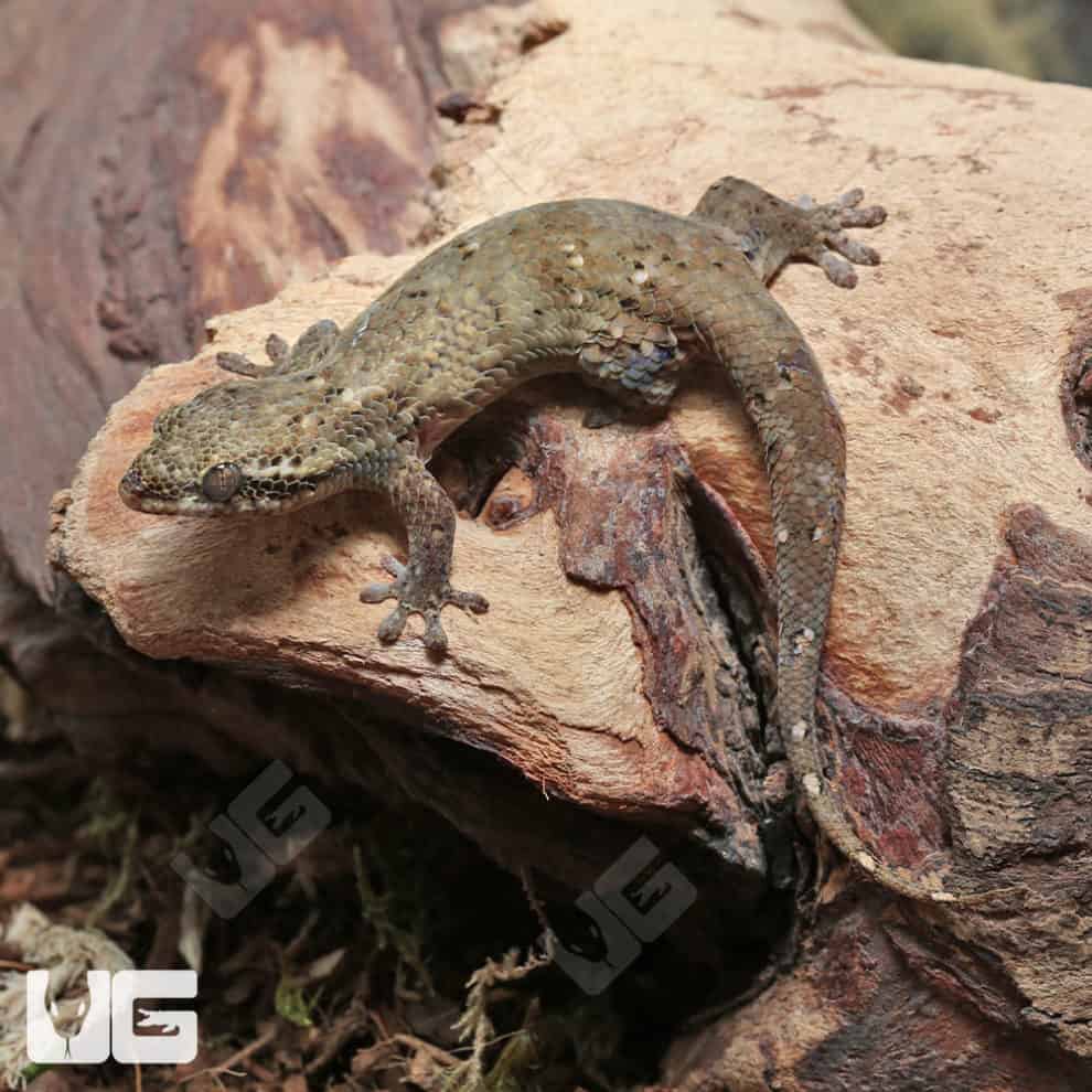 Ocellated Gecko For Sale Underground Reptiles