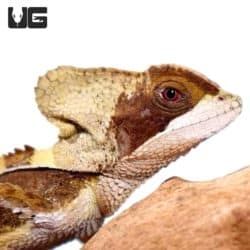 Hernandez’s Helmeted Basilisks For Sale - Underground Reptiles