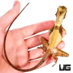 Hernandez’s Helmeted Basilisks For Sale - Underground Reptiles