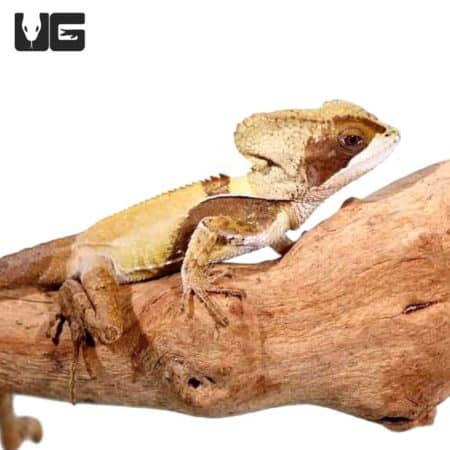 Hernandez’s Helmeted Basilisks For Sale - Underground Reptiles