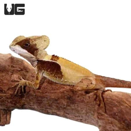 Hernandez’s Helmeted Basilisks For Sale - Underground Reptiles