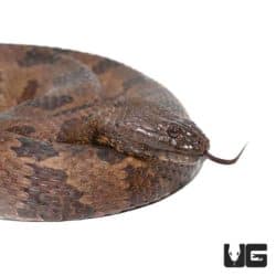 Jumbo Brown Water Snake for sale - Underground Reptiles