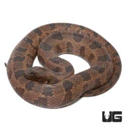 Jumbo Brown Water Snake for sale - Underground Reptiles