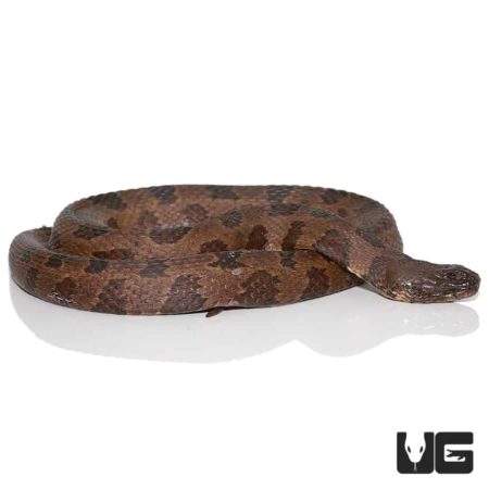 Jumbo Brown Water Snake for sale - Underground Reptiles