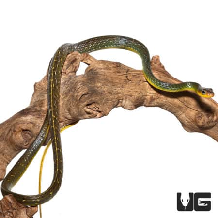 Juvenile Longtail Machete Snake (Chironius multiventris) For Sale - Underground Reptiles