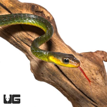 Juvenile Longtail Machete Snake (Chironius multiventris) For Sale - Underground Reptiles