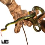 Juvenile Longtail Machete Snake (Chironius multiventris) For Sale - Underground Reptiles