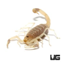 Lush Scorpions (Uroplectes pilosus) For Sale - Underground Reptiles