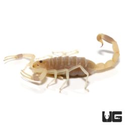 Lush Scorpions (Uroplectes pilosus) For Sale - Underground Reptiles