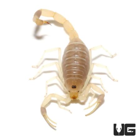 Lush Scorpions (Uroplectes pilosus) For Sale - Underground Reptiles
