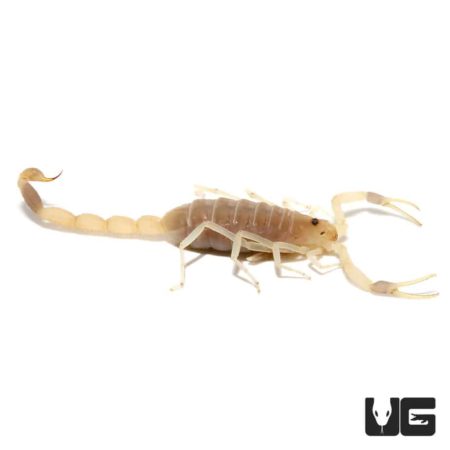 Lush Scorpions (Uroplectes pilosus) For Sale - Underground Reptiles
