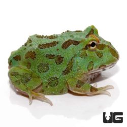 Samurai Blue Pacman Frog (Ceratophrys cranwelli) For Sale - Underground ...