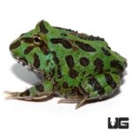 Samurai Blue Pacman Frog For Sale - Underground Reptiles