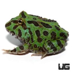 Samurai Blue Pacman Frog (Ceratophrys cranwelli) For Sale - Underground ...