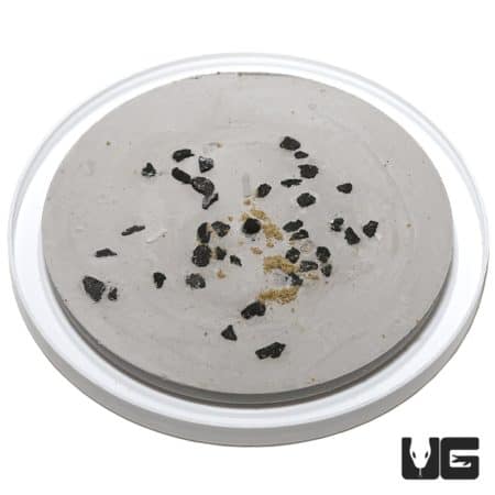 Springtail culture in a container for reptile feeding and soil health.
