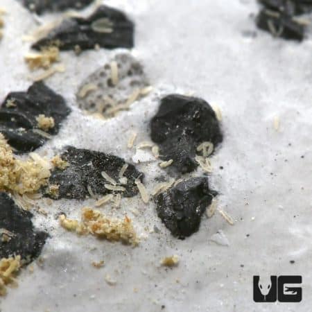 Springtail culture in a substrate with black soil and organic matter, ideal for reptile terrariums a.