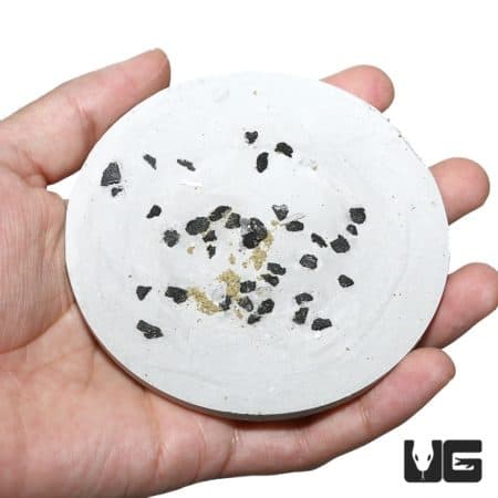 Springtail Culture For Sale - Underground Reptiles