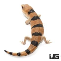 Peter's Banded Skinks For Sale - Underground Reptiles