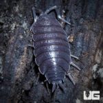 Porcellionides Pruinosus Wildtype Isopods For Sale - Underground Reptiles
